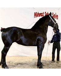 /Portals/0/NADevEventsImages/Midwest Select Draft Horse Website Event Icon_80.png